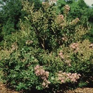 thumbnail for publication: Lagerstroemia indica 'Delta Blush' Delta Blush Crape Myrtle